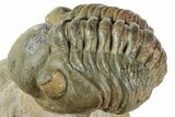 Curled Reedops Trilobite Fossil - Atchana, Morocco #312352-1